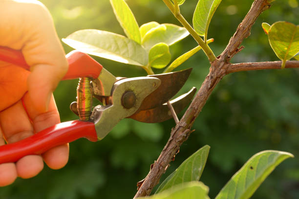 Best Lawn Watering Services  in Allendale, NJ